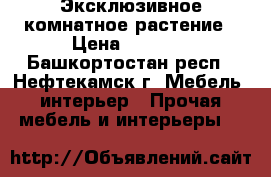 Эксклюзивное комнатное растение › Цена ­ 7 250 - Башкортостан респ., Нефтекамск г. Мебель, интерьер » Прочая мебель и интерьеры   